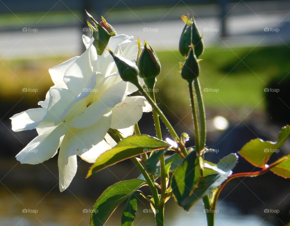 White Rose