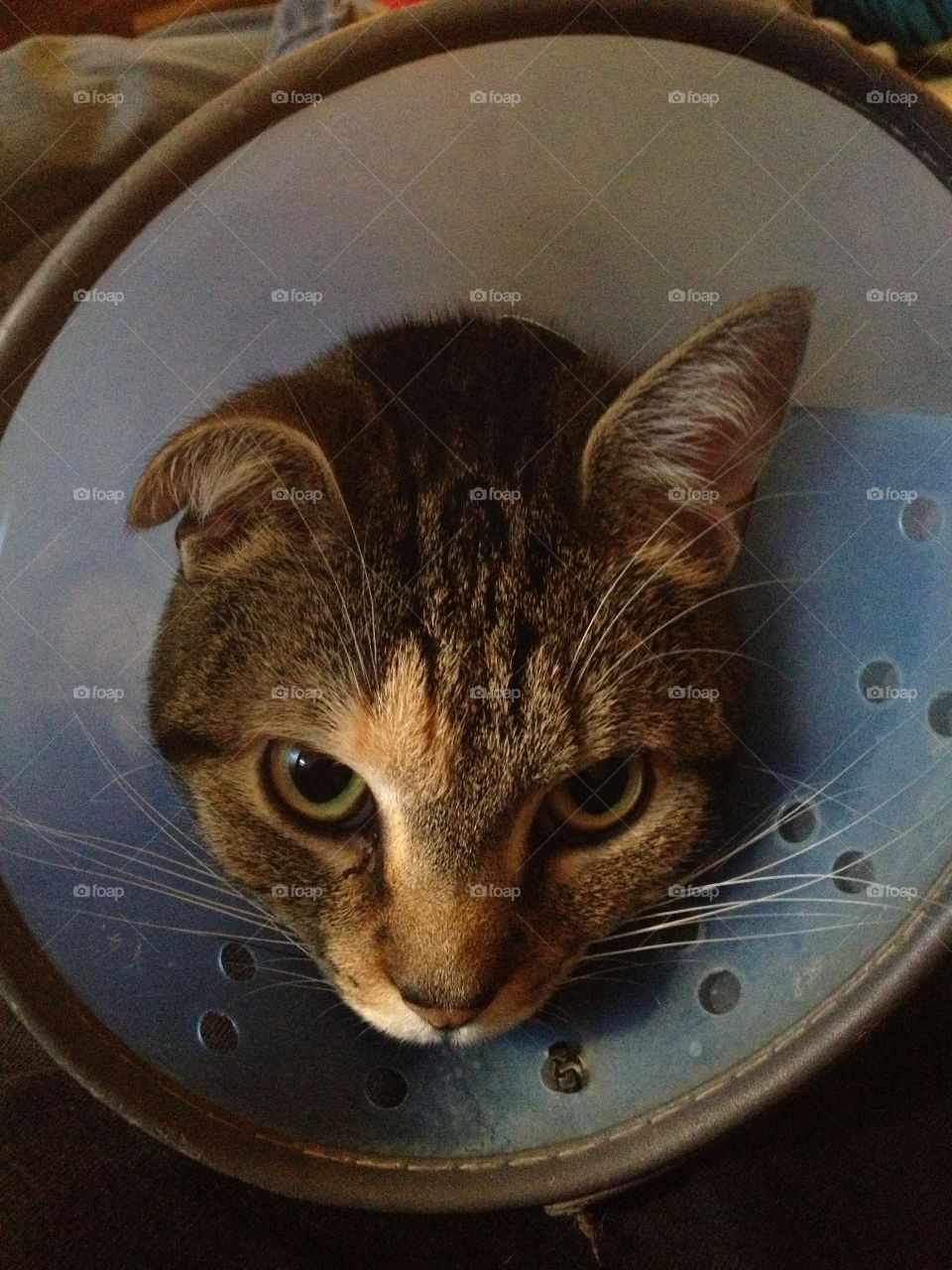 My cat, Anaya, angry about her cone.
