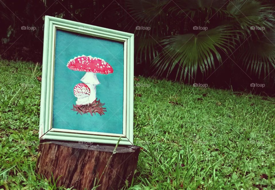 Queridos cogumelos dos pinhais.