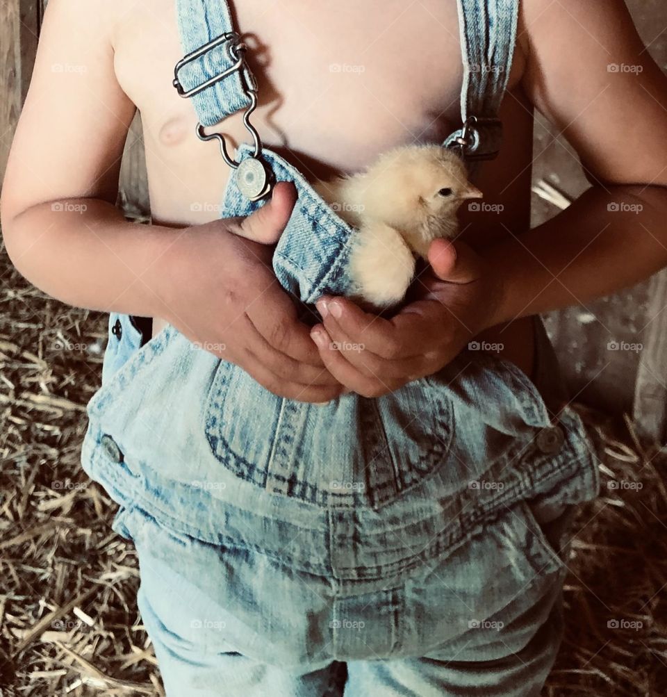 Chick in the hands of a young farmer