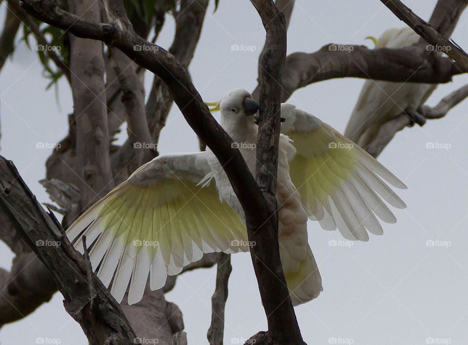 Landing Cockatoo 