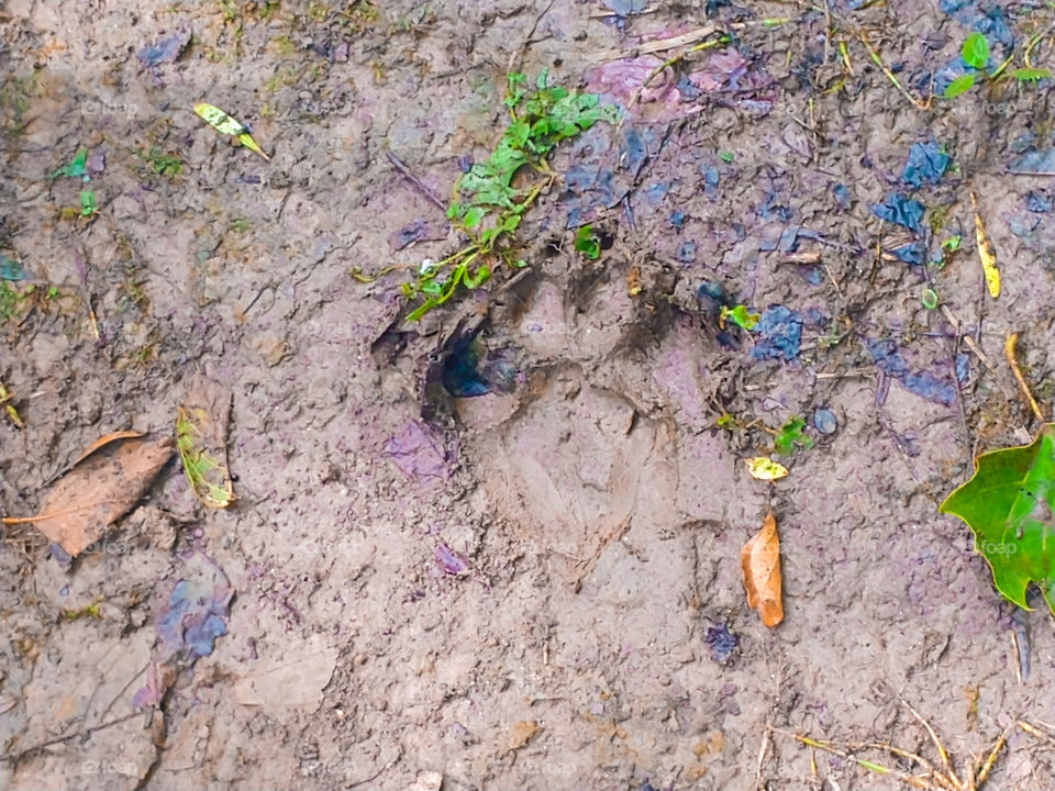 Paw Print in the mud outside in the woods.