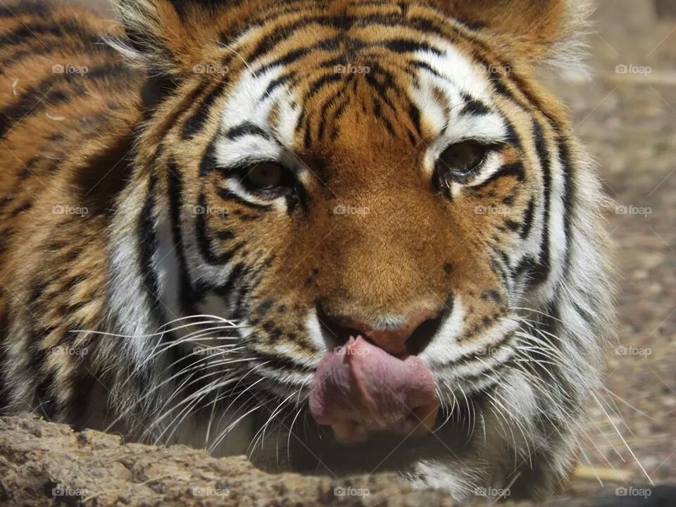 tiger licking chops