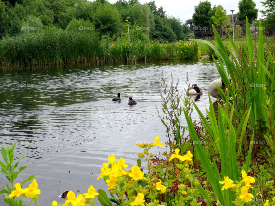 nature. Nature in the Jubille Campus ,University of Nottingham in UK