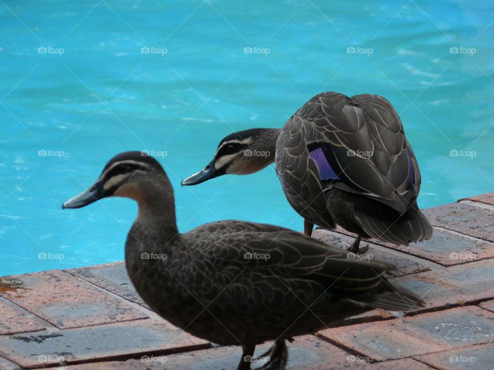 Ducks Poolside 