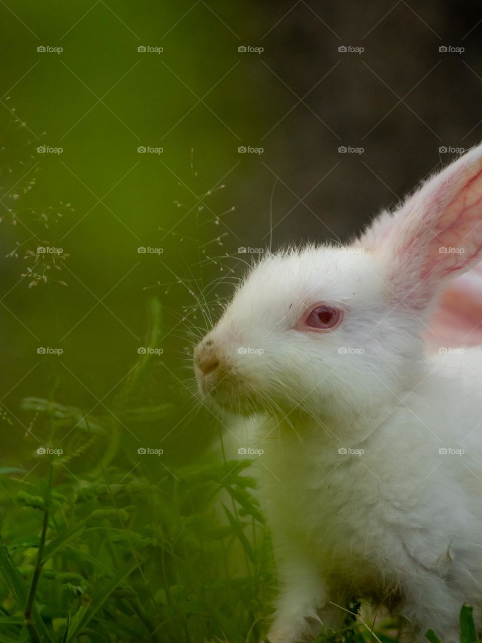 Cute Bunny