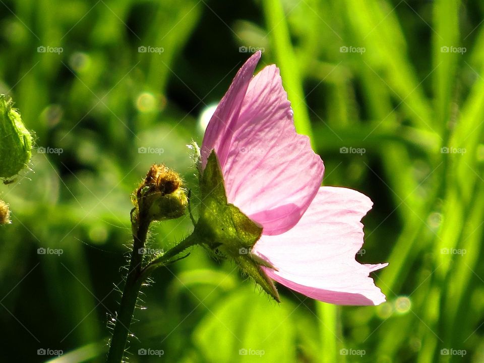 Macro shots