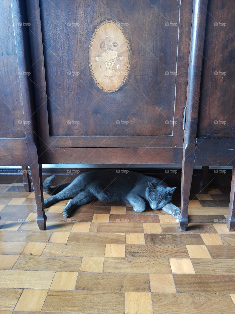 cat sleeping on the de floor