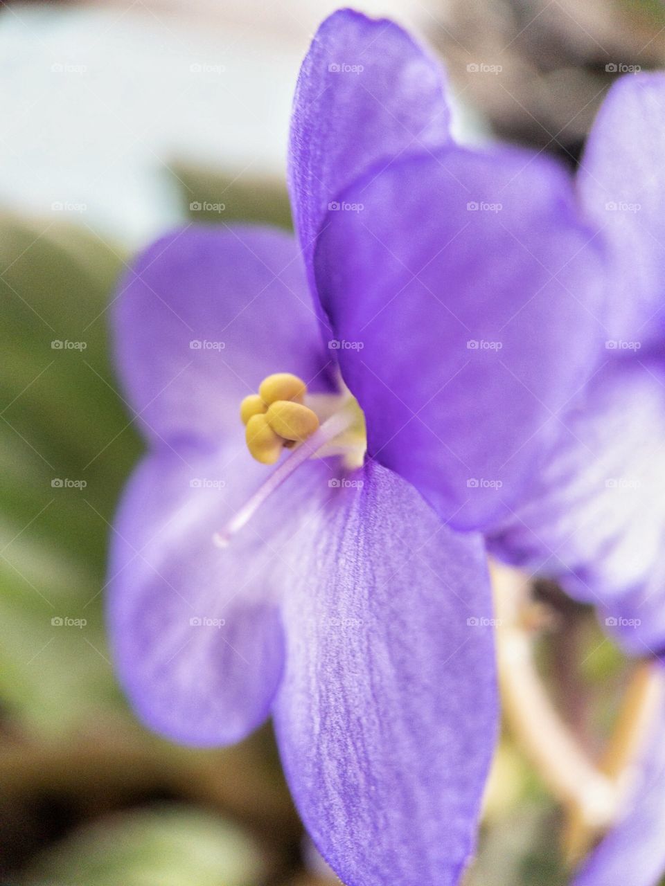 African violet 