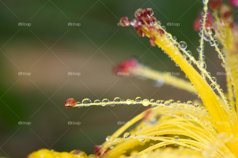 Rain drops on flower pollen