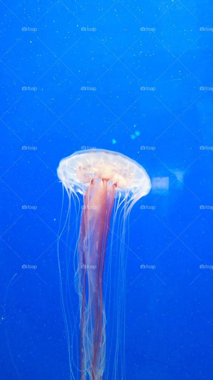 jellyfish. a day at the aquarium