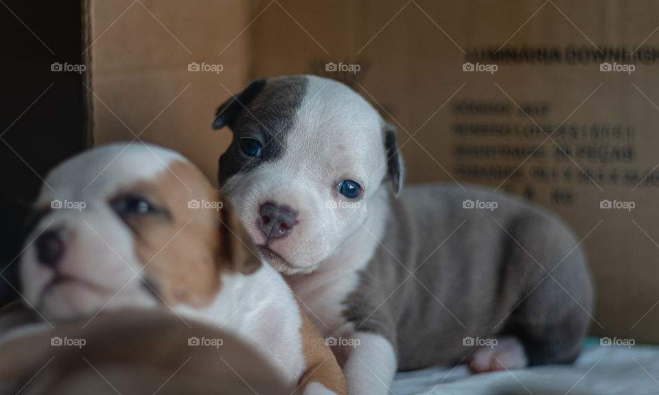 Cute puppies with blue eyes and lots of sleep