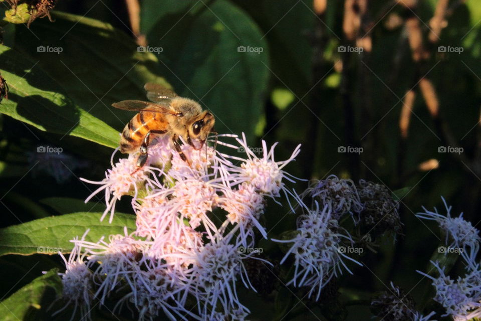 bee pollinating