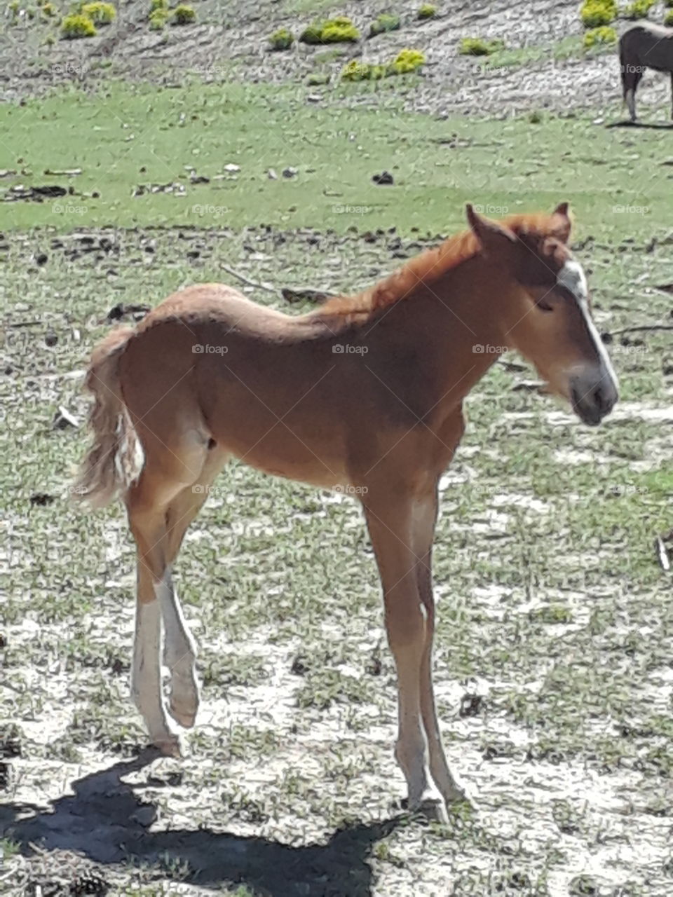 A young colt. standing strong in the meadow. he was walking front of his mother. we will having lunch at the Lee Canyon in Las Vegas. so glad we got to make it the mountains to see him.