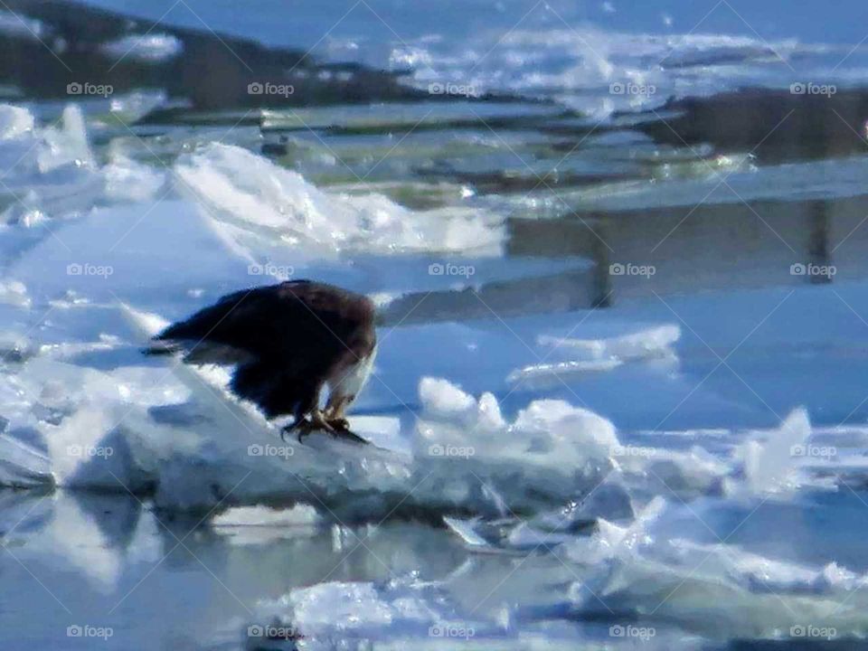 Frozen Lake as Eagle Eats His Catch "Fish For Dinner"