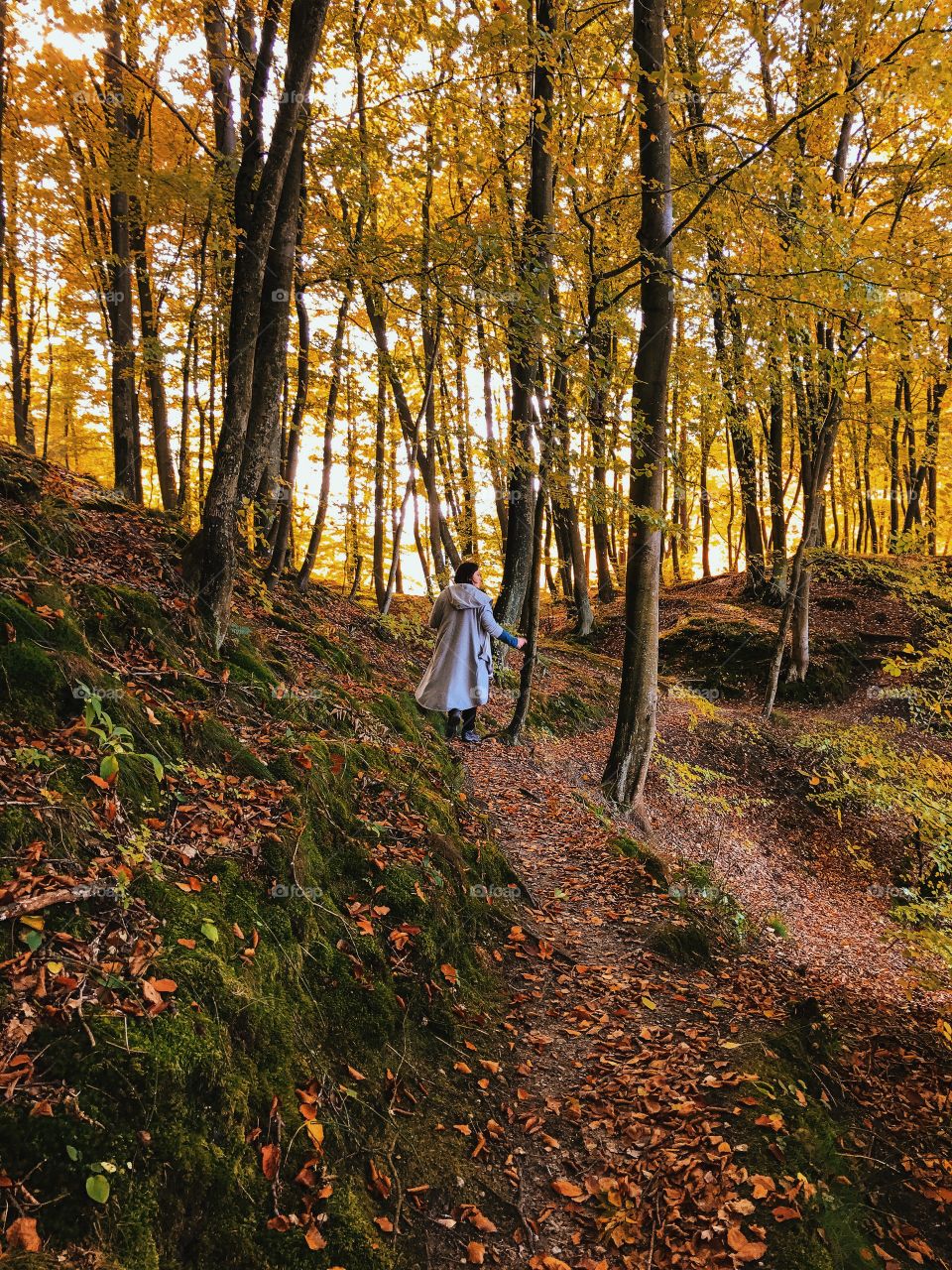 Wood, Fall, Leaf, Tree, Nature