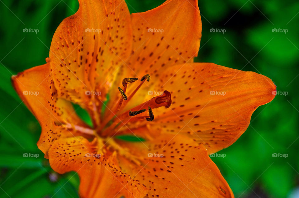pollen flower outdoors orange by razornuku