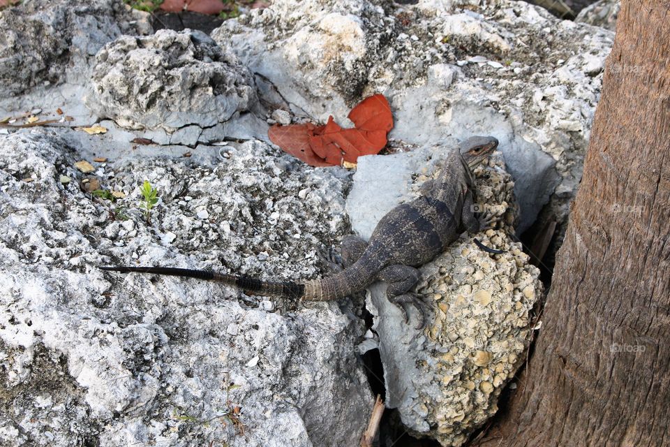 iguana