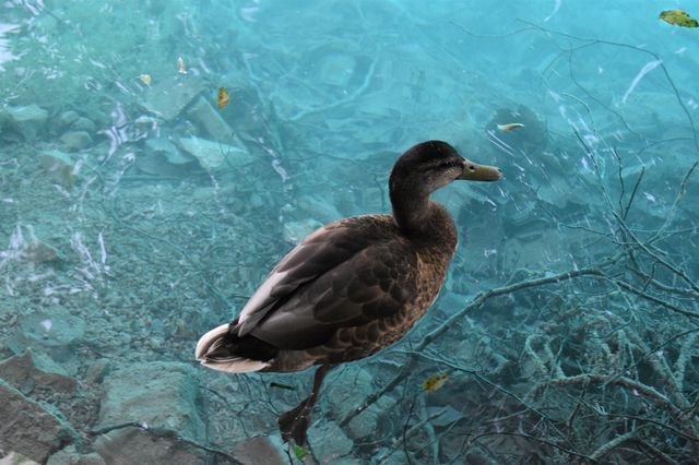 The duck at the lake