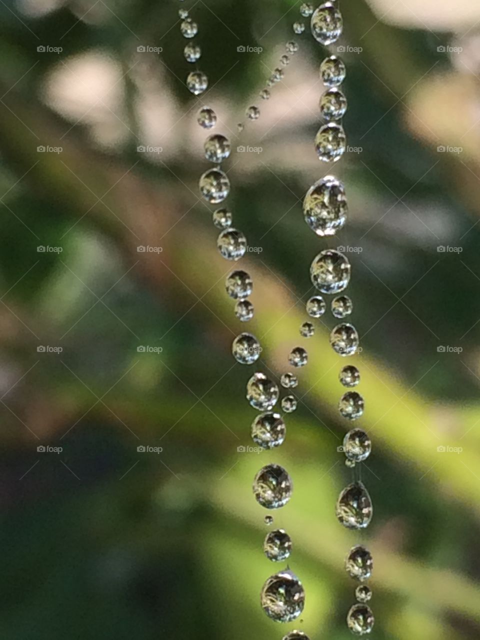 dew