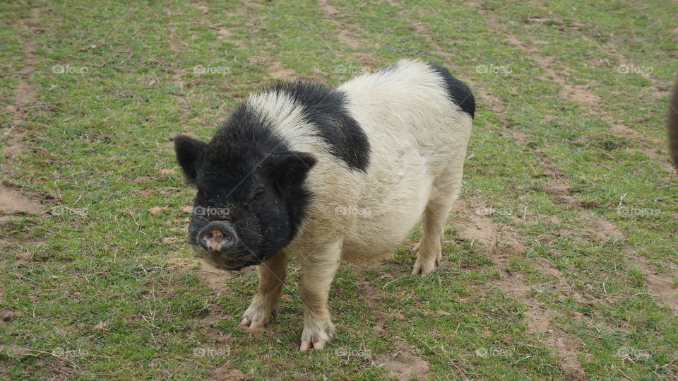 Closeup of Big pig at the grapeland drivethru safari in Texas 