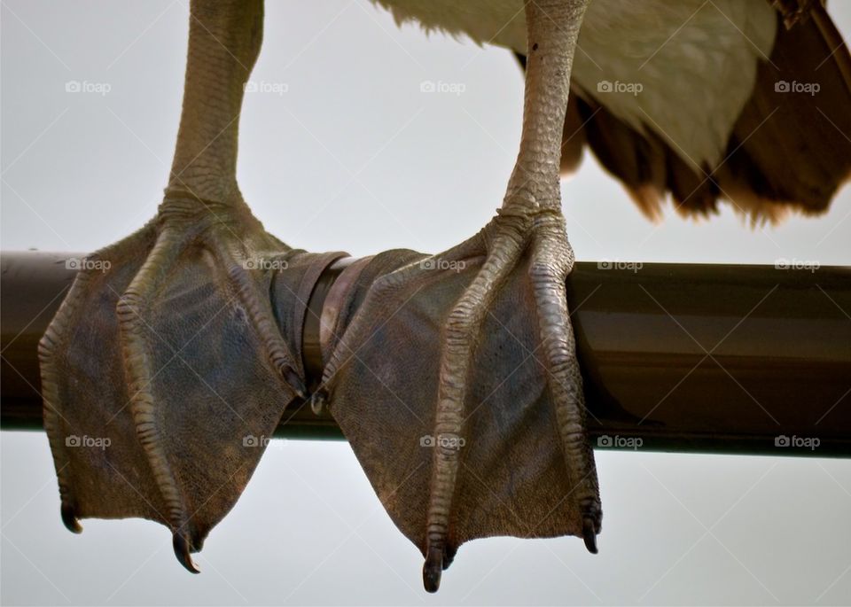 Pelican Feet