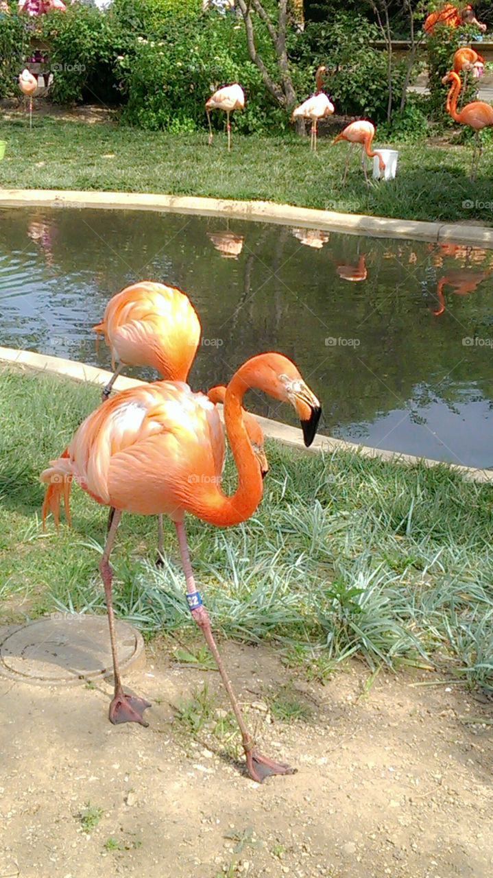 Flamingo. Field trip to the zoo