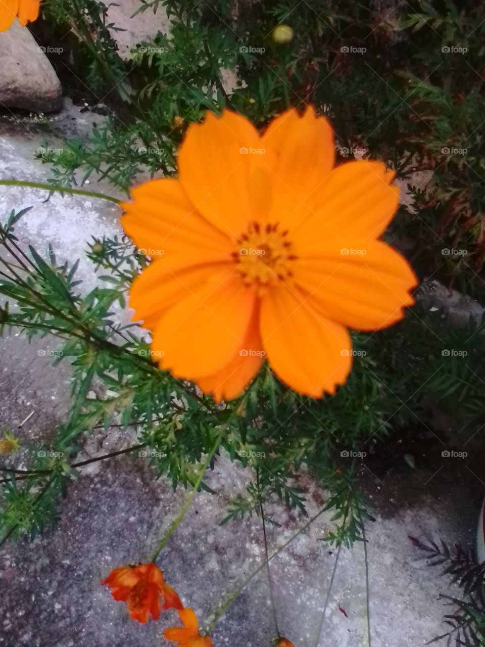 flower