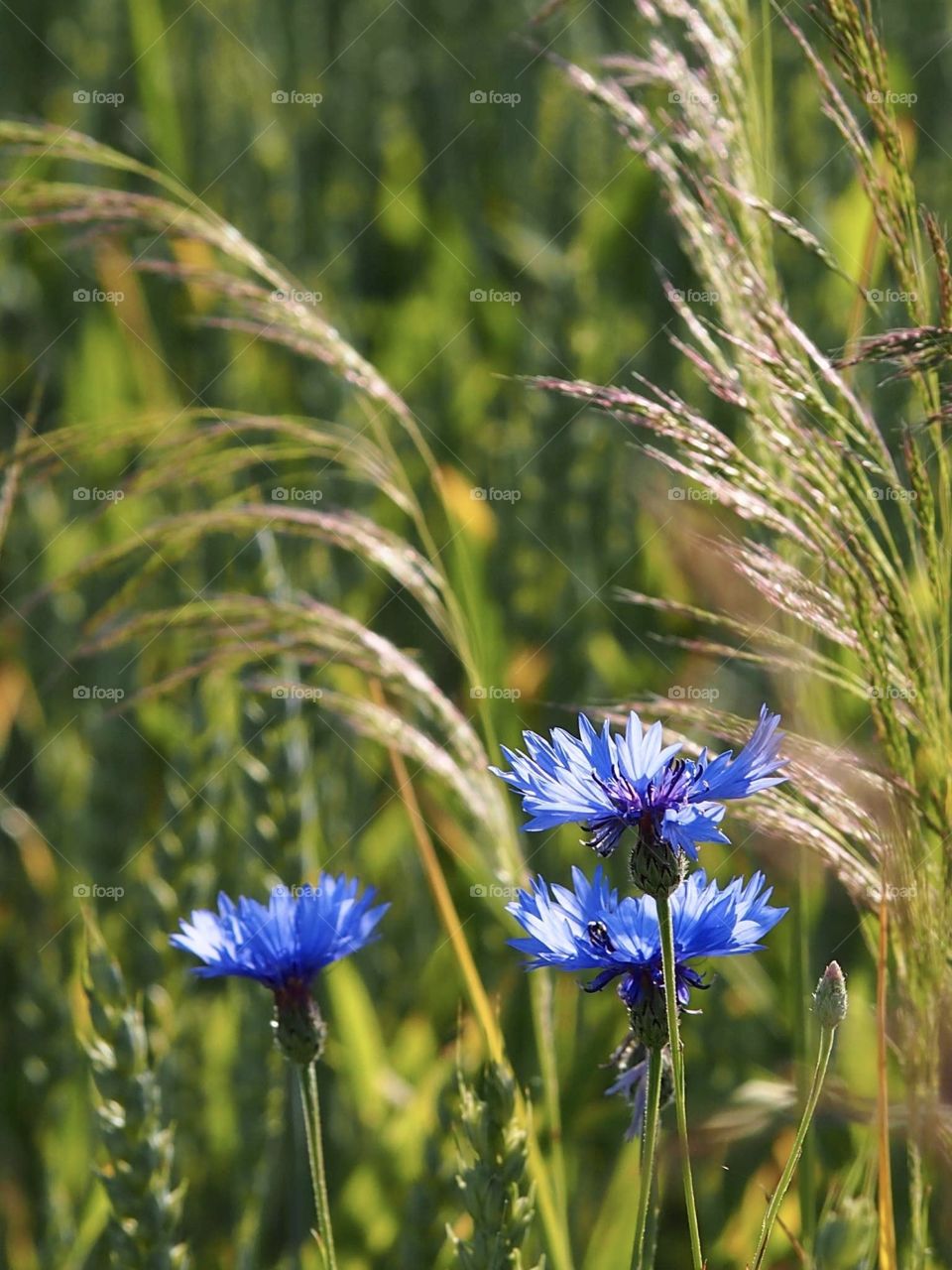 Cornflower