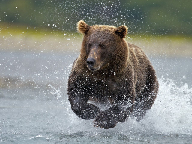Run, water bear 🐻