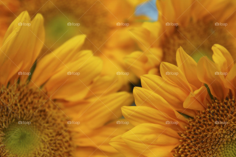 Elevated view of sunflowers