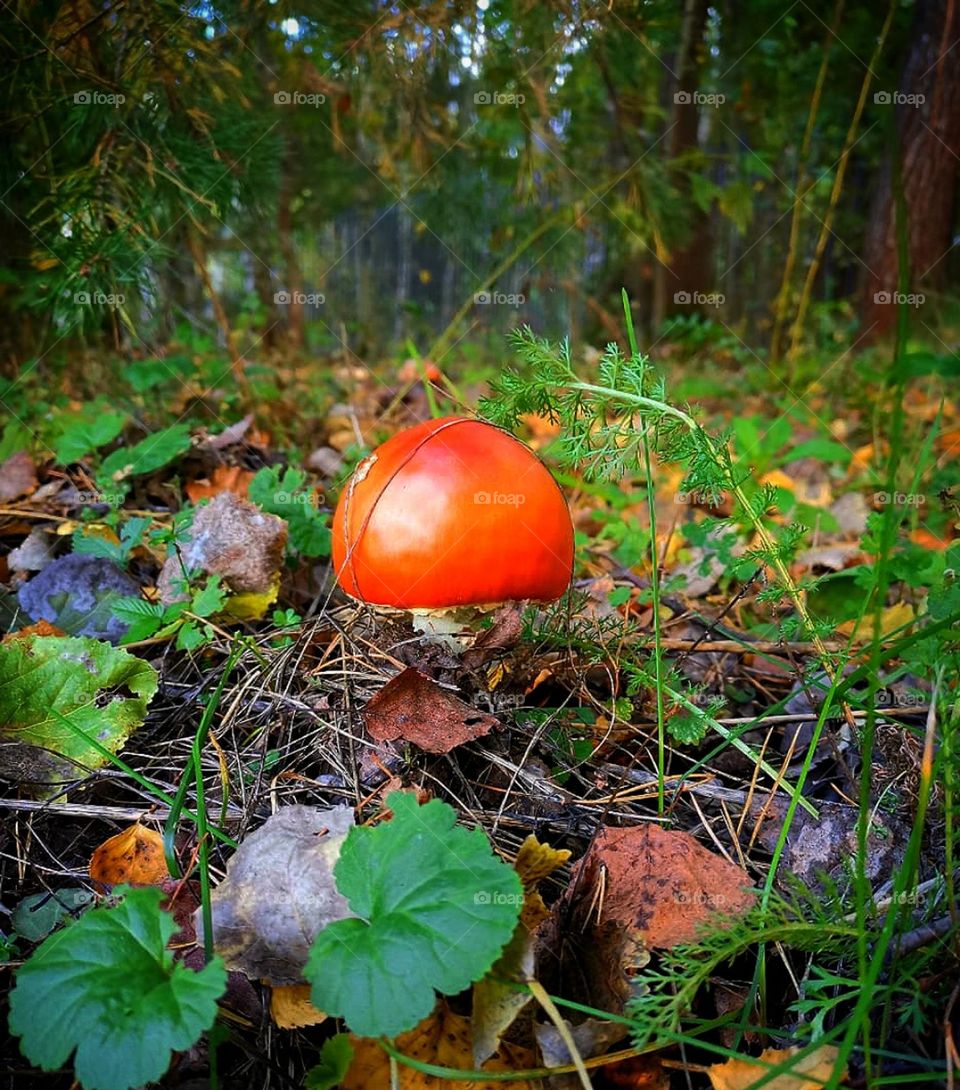 Forest. Pine forest. In the foreground, a fly agaric grows among the grass and leaves. Green pine trees in the background. Bottom view
