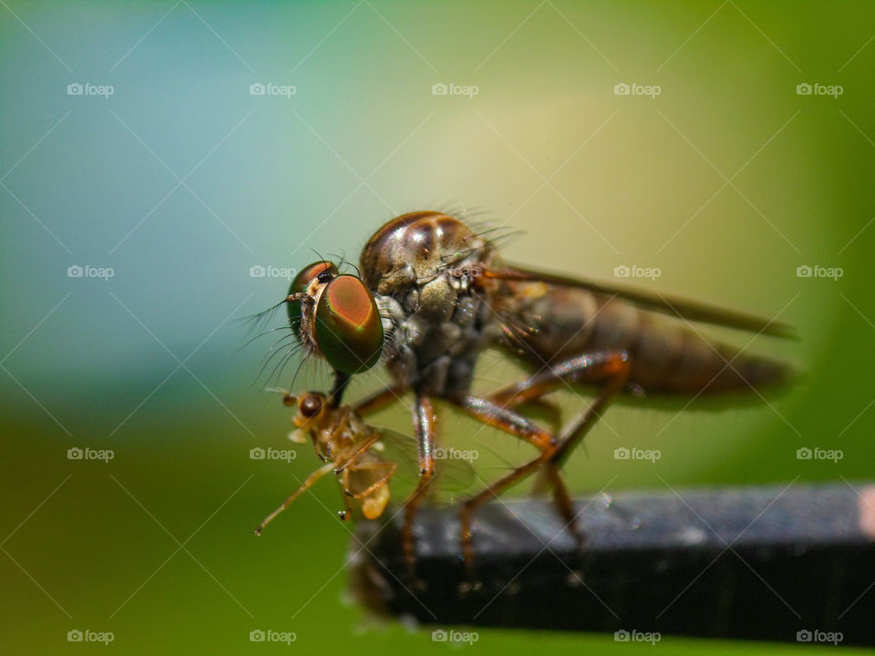 robber fly caught some food