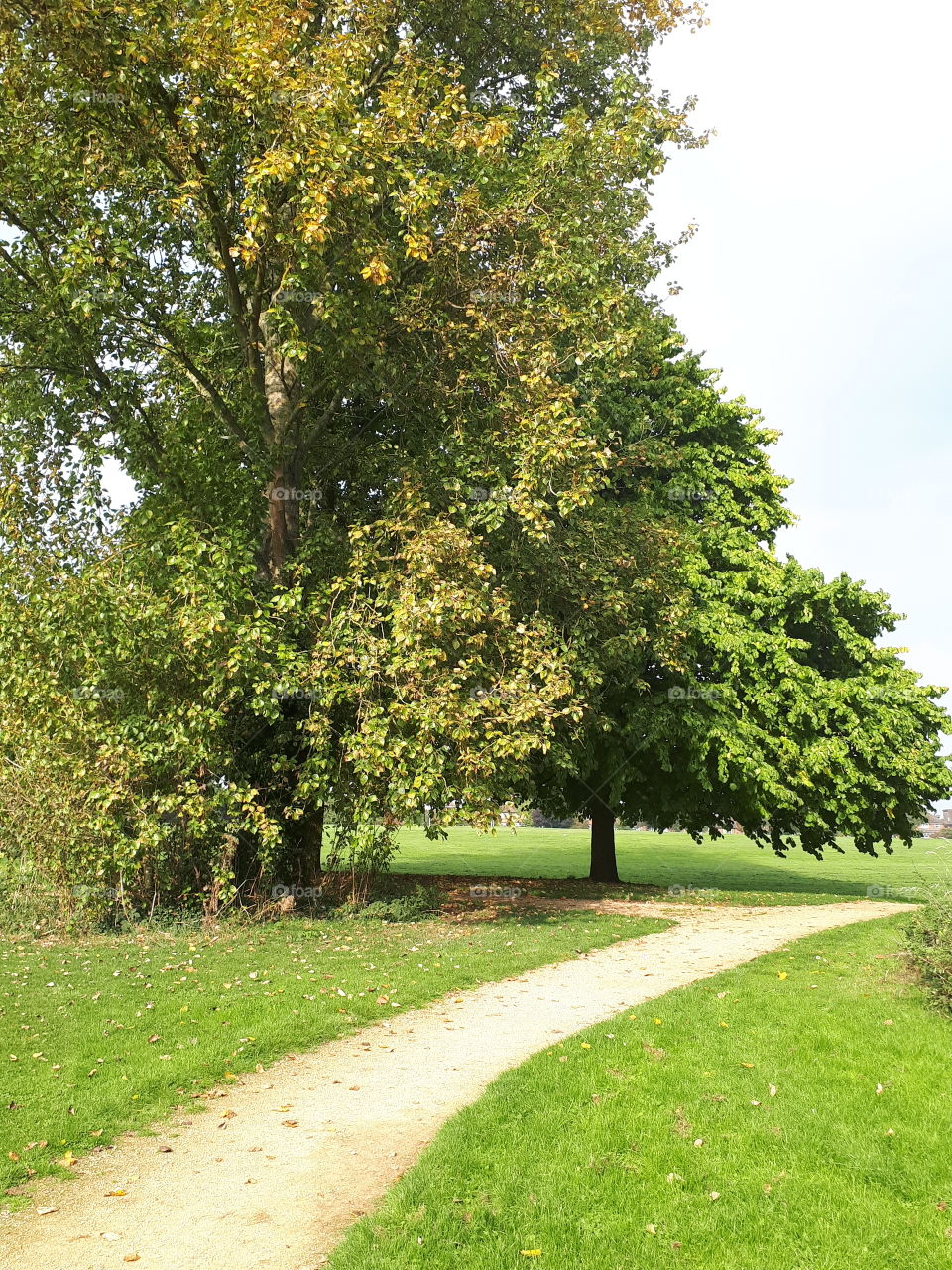 Trees In A Park