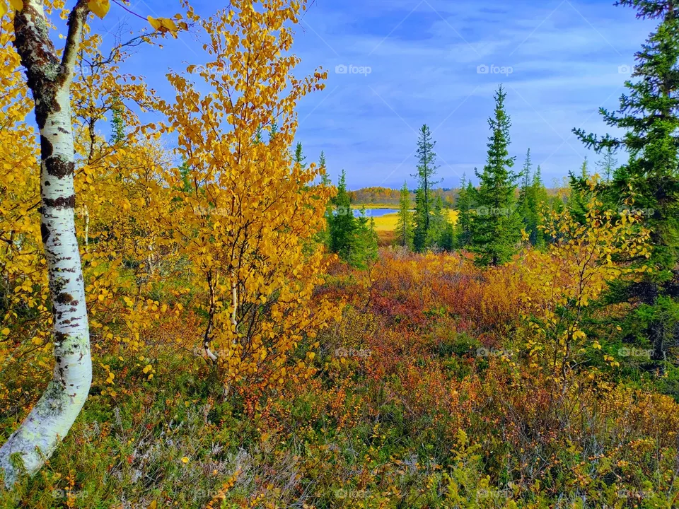 Autumn, yellow, leaves, birches, beauty, autumn time, autumn mood, golden autumn, freshness, silence, north, Arctic.