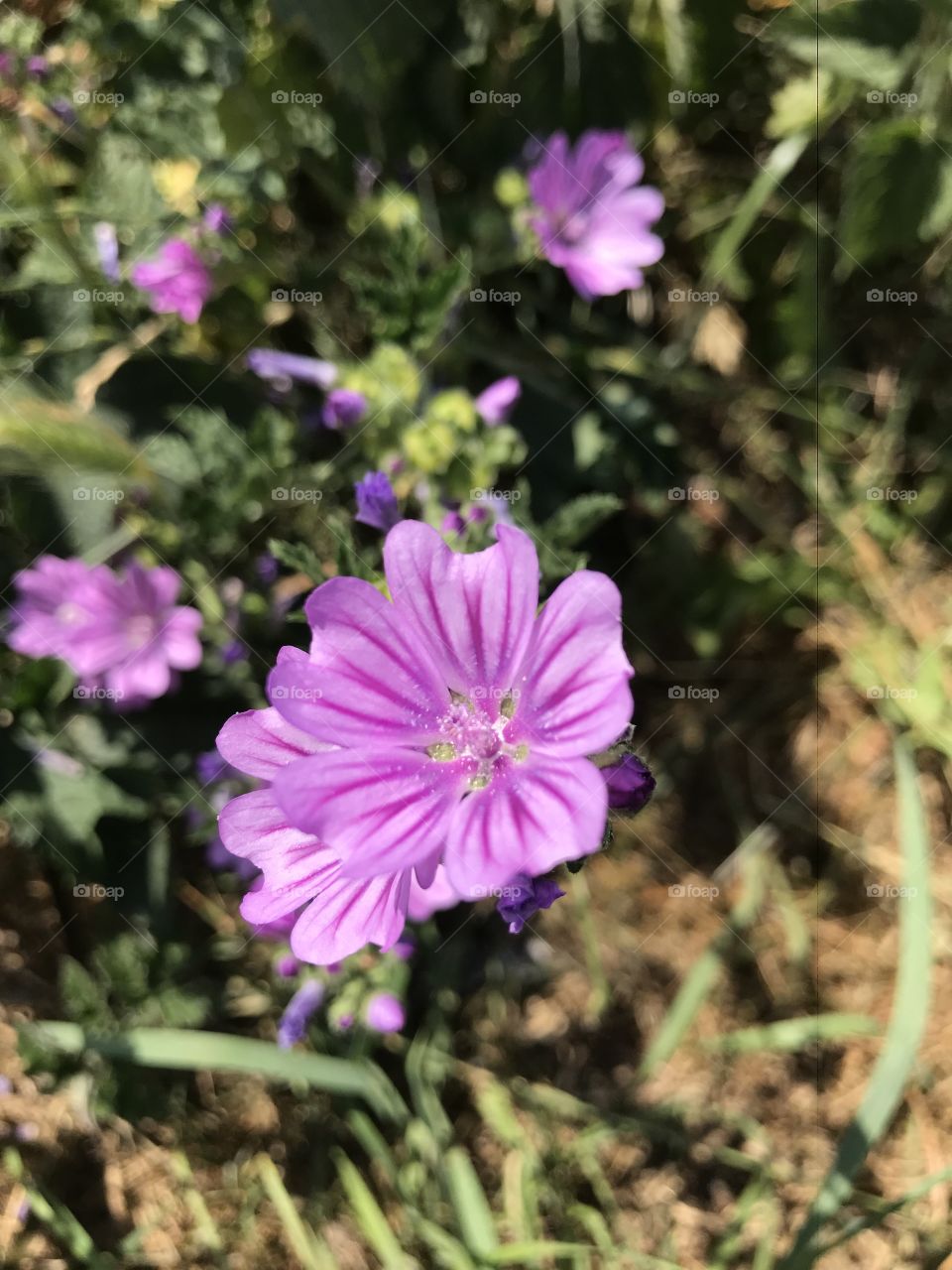Weeds are beautiful!
