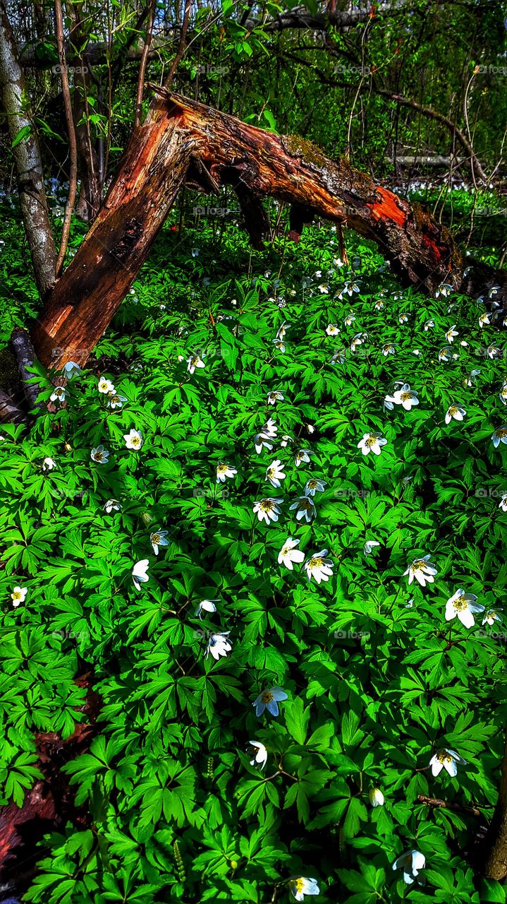 the spring in the forest