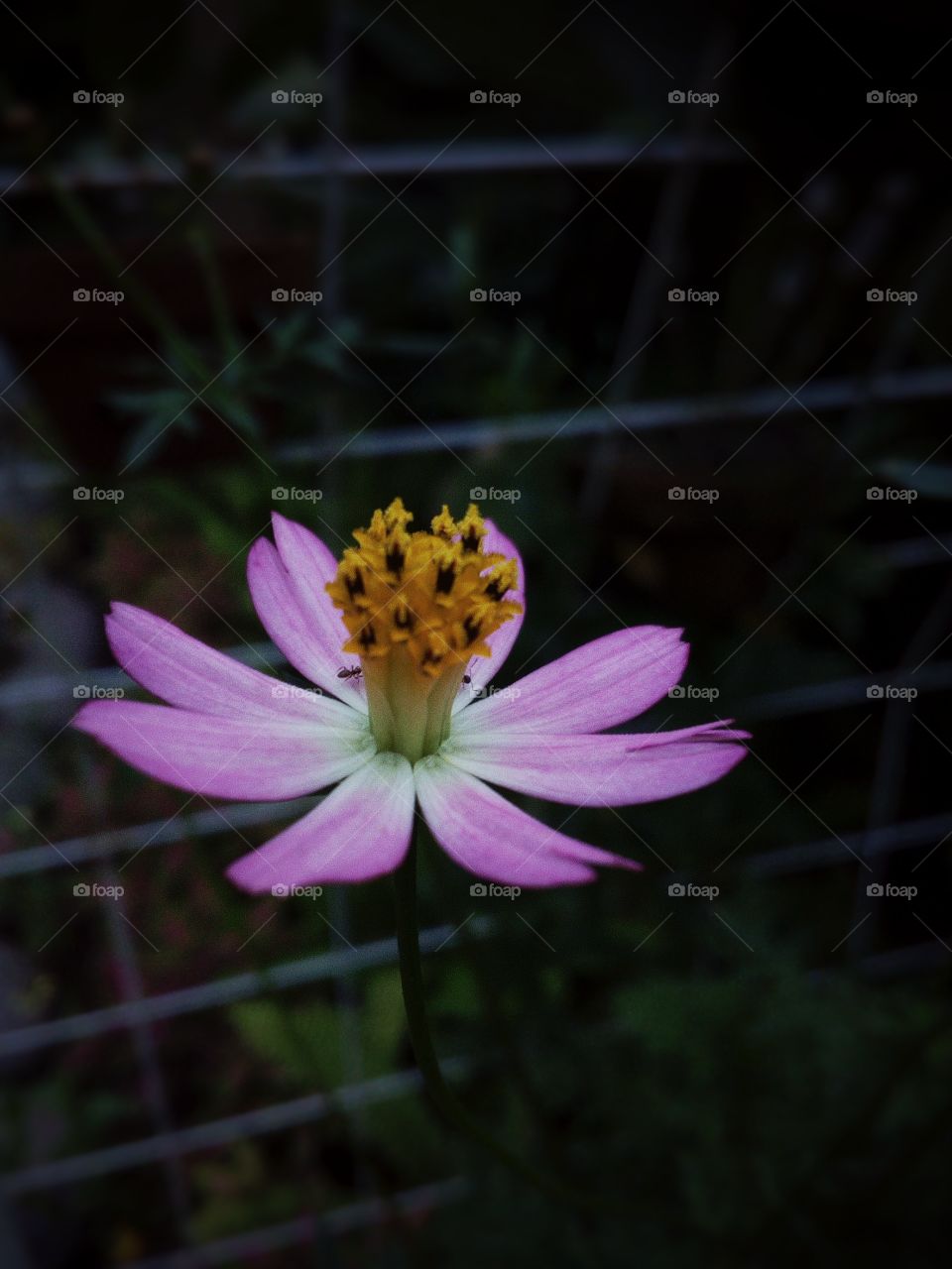 Purple Flower close-up