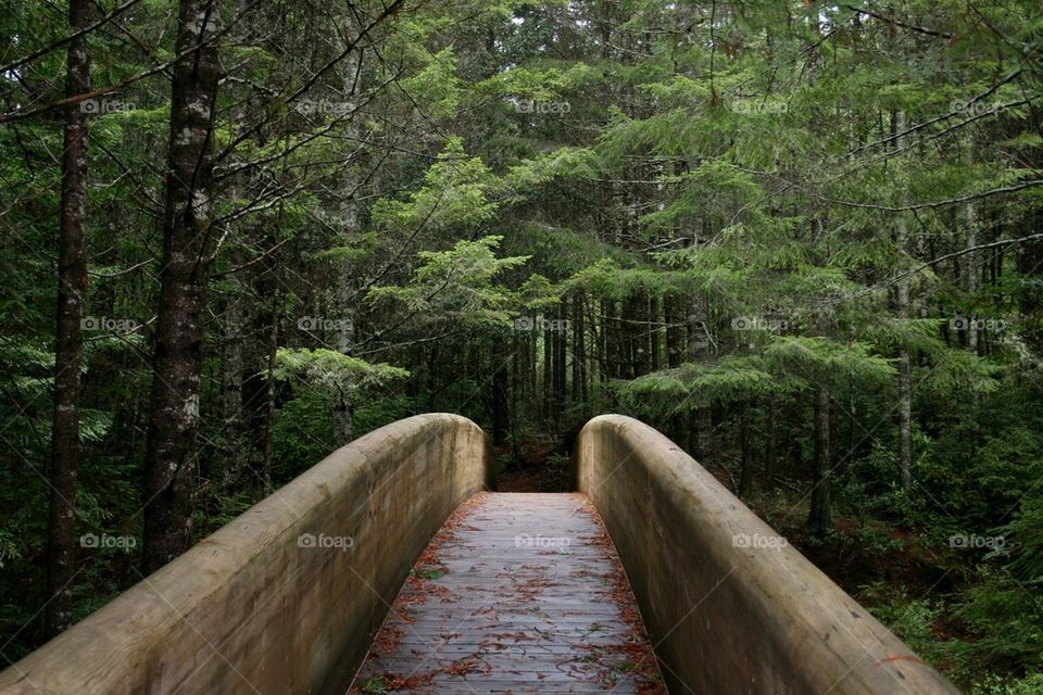 Forest bridge