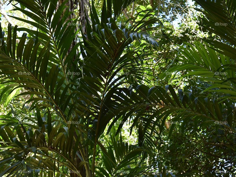 Photo taken of foliage in Montego Bay.