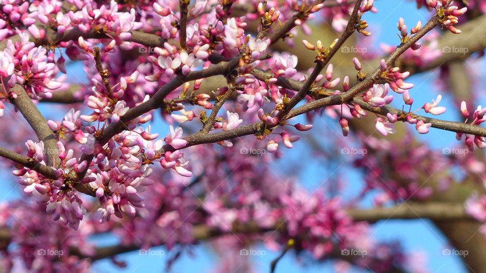 First signs of spring Red Bud tree flowering