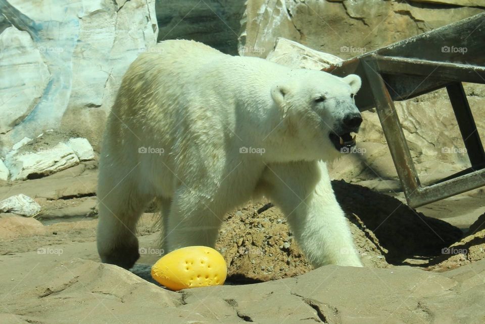 polar bear in a zoo