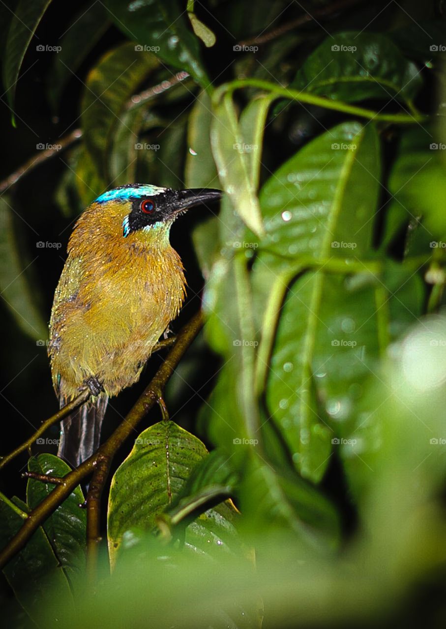 Pájaro motmot o también conocido pájaro bobo de hermosos colores ubicado en una rama de un árbol de vegetación verde