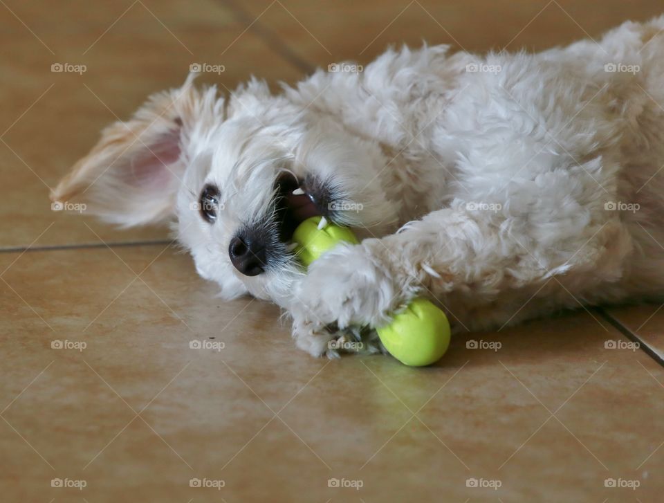 Chewing on toy