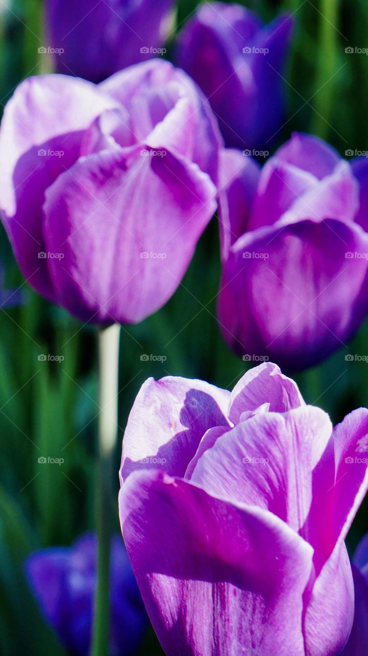 Purple tulips add a pop of color to the flower bed, this colorful variety is beautiful and vibrant. 