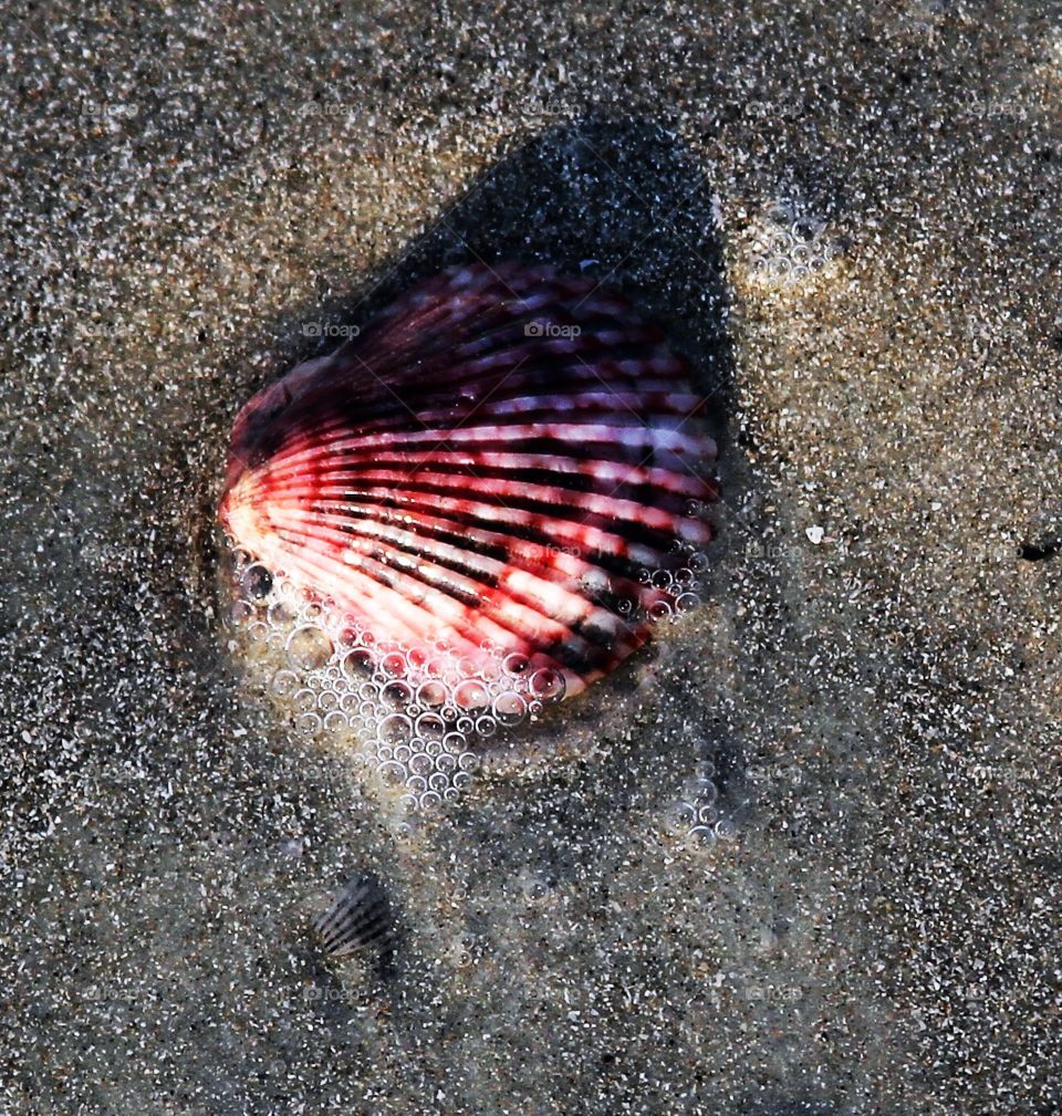 shell in the surf.