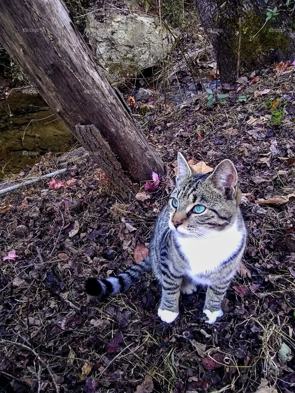 Cat with striking eyes sitting among leaves