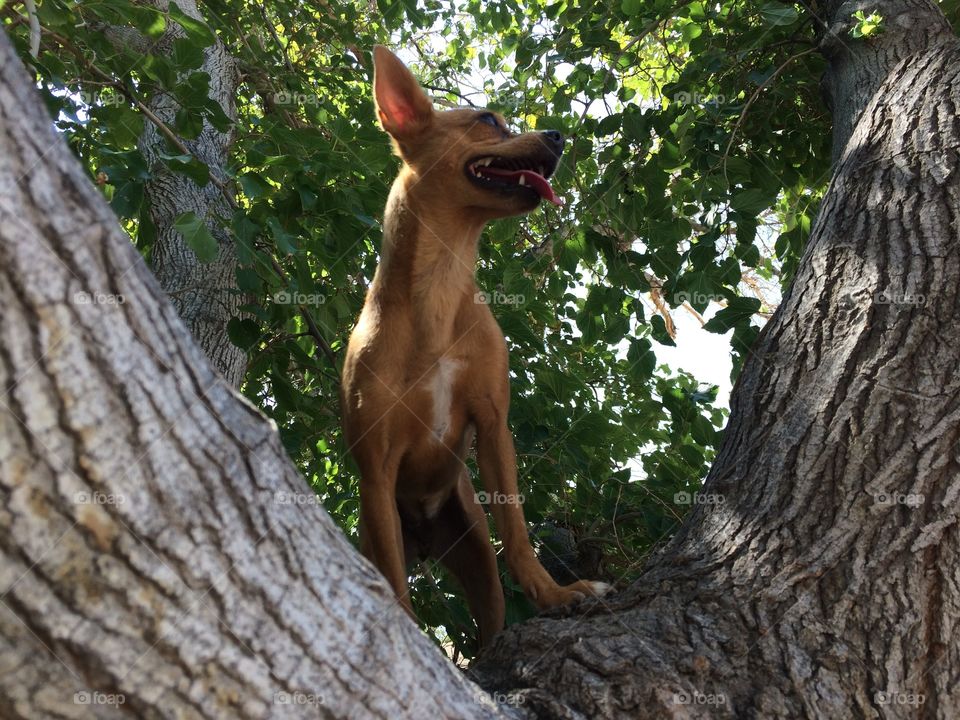 Canela la Chihuahua 