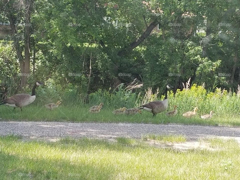 baby geese out for a walk