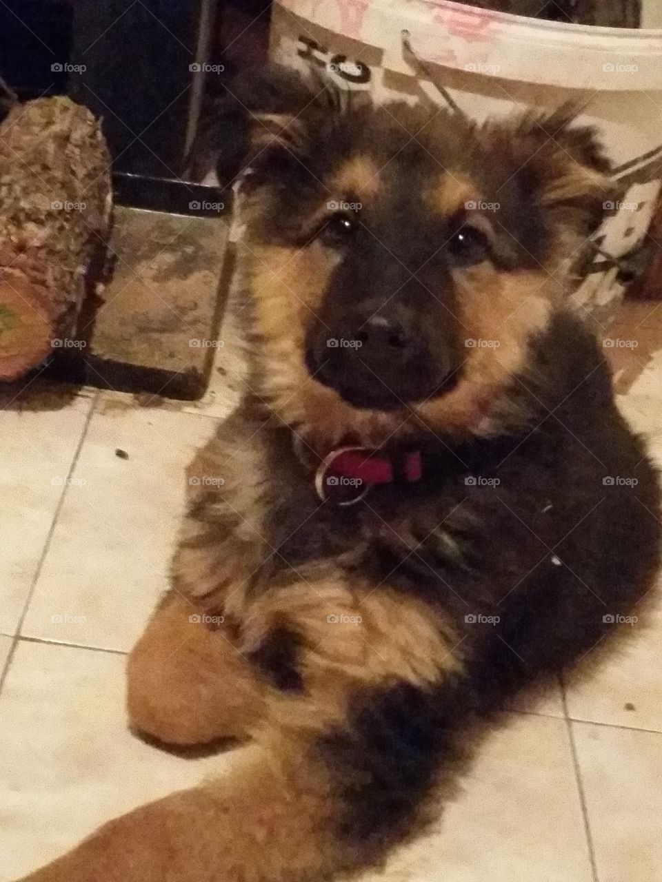 Dog, Canine, Mammal, Pet, Portrait